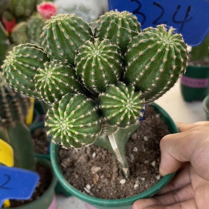 仙人球八头橙花金刚324