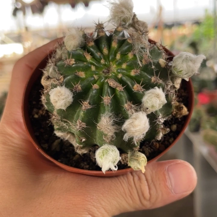 仙人球丽花妖蝶大颗自根