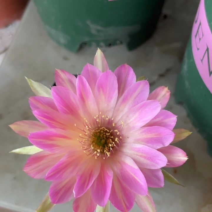 泰国进口丽花汤姆自根5.88