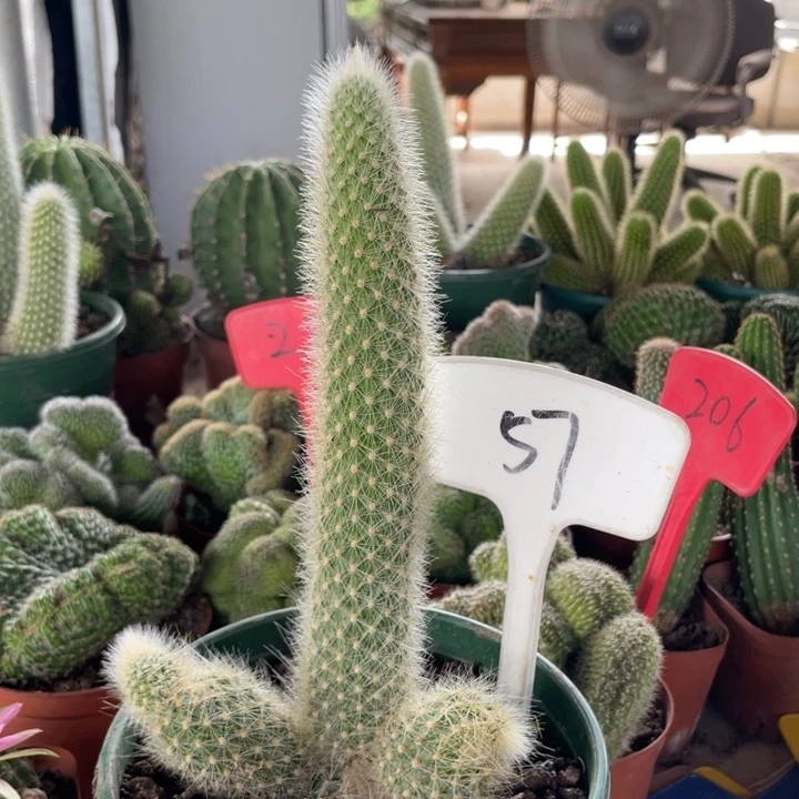 九尾狐杂交金妞有根57