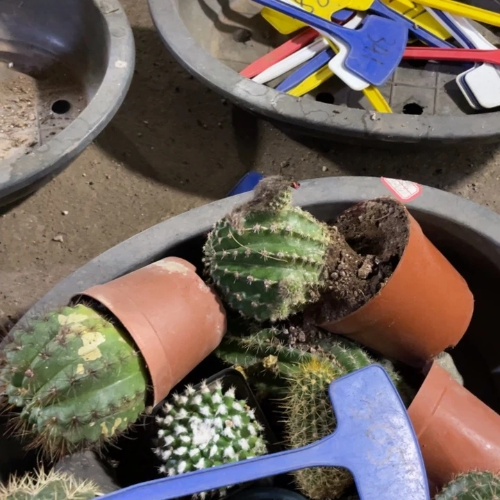 清棚整筐一物一拍305