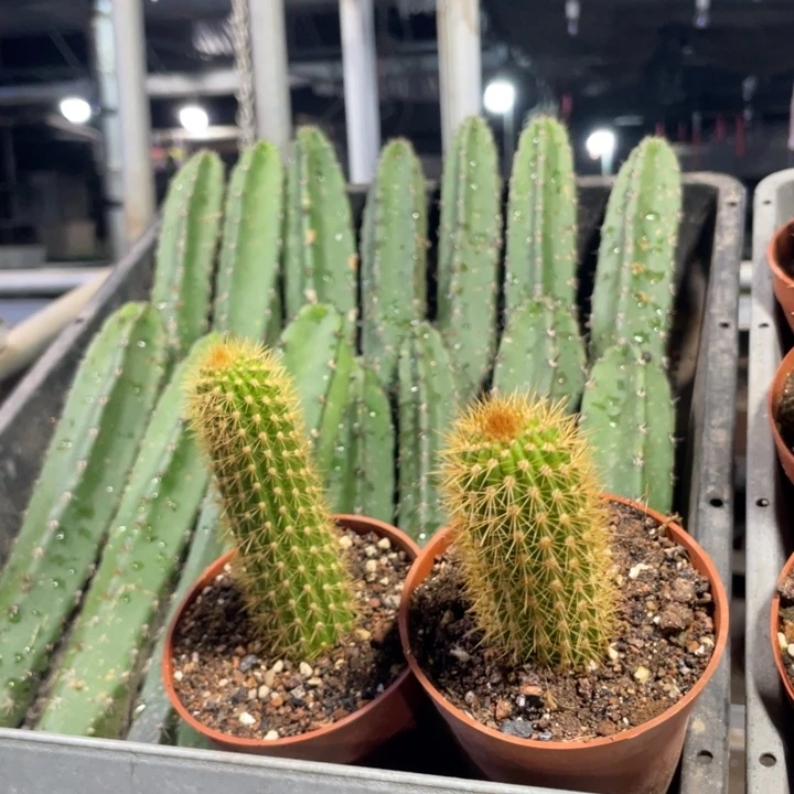 人鱼金妞自根一个新品12.8