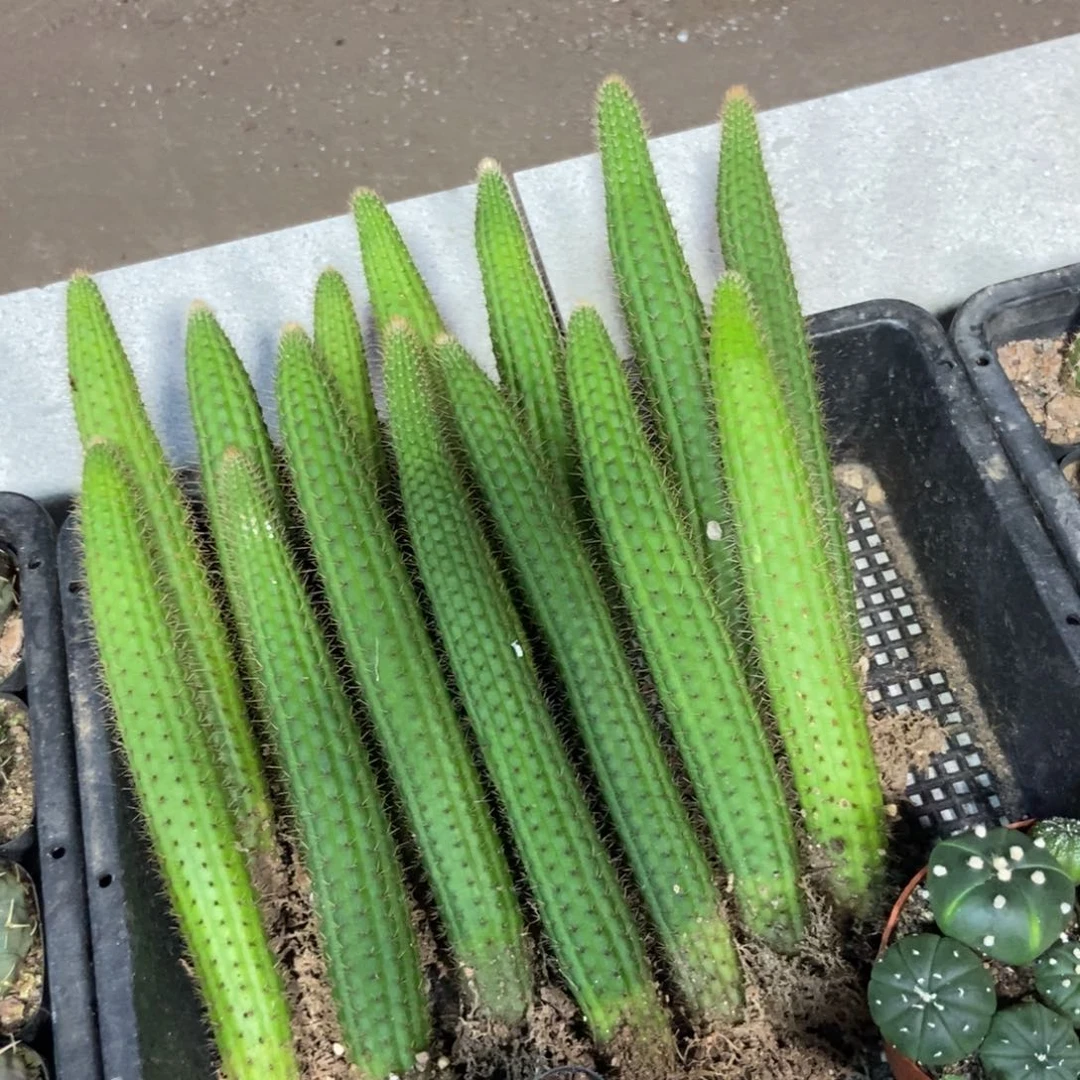 仙人球金妞彩舞柱自根