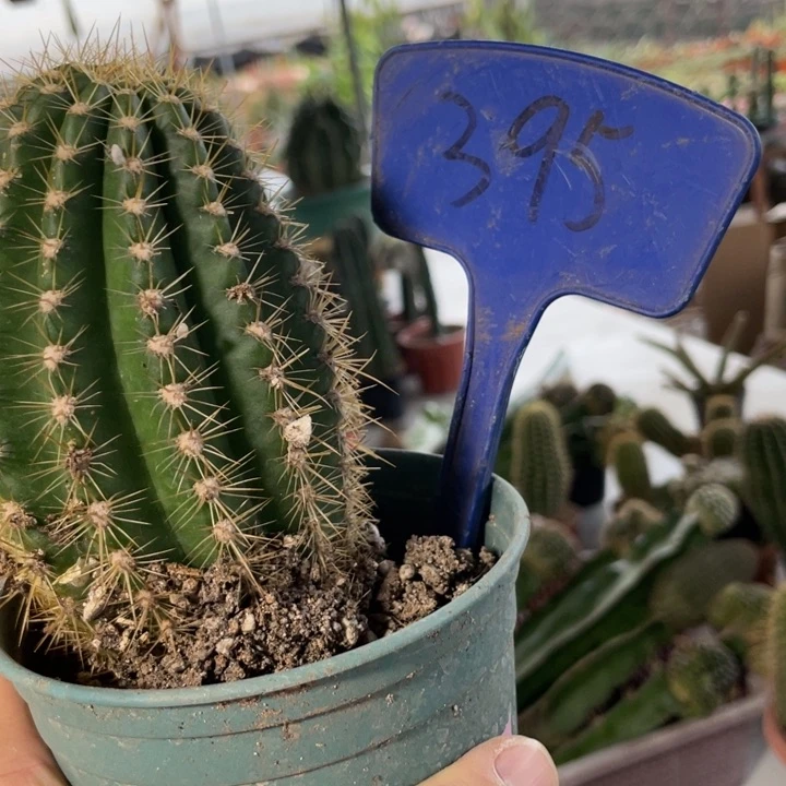 仙人球安妮毛花住395