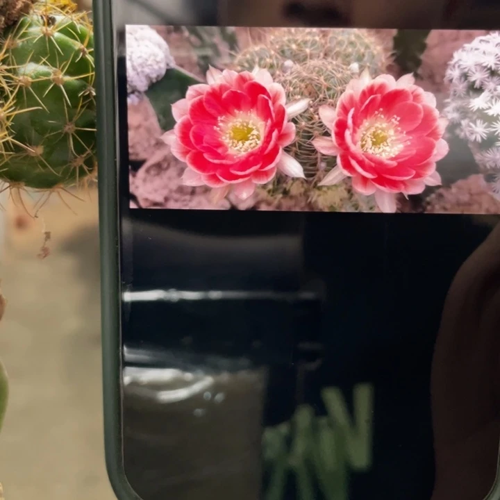 仙人球火焰T7母本