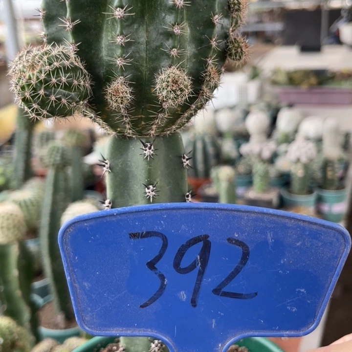 仙人球王维的画嫁接392