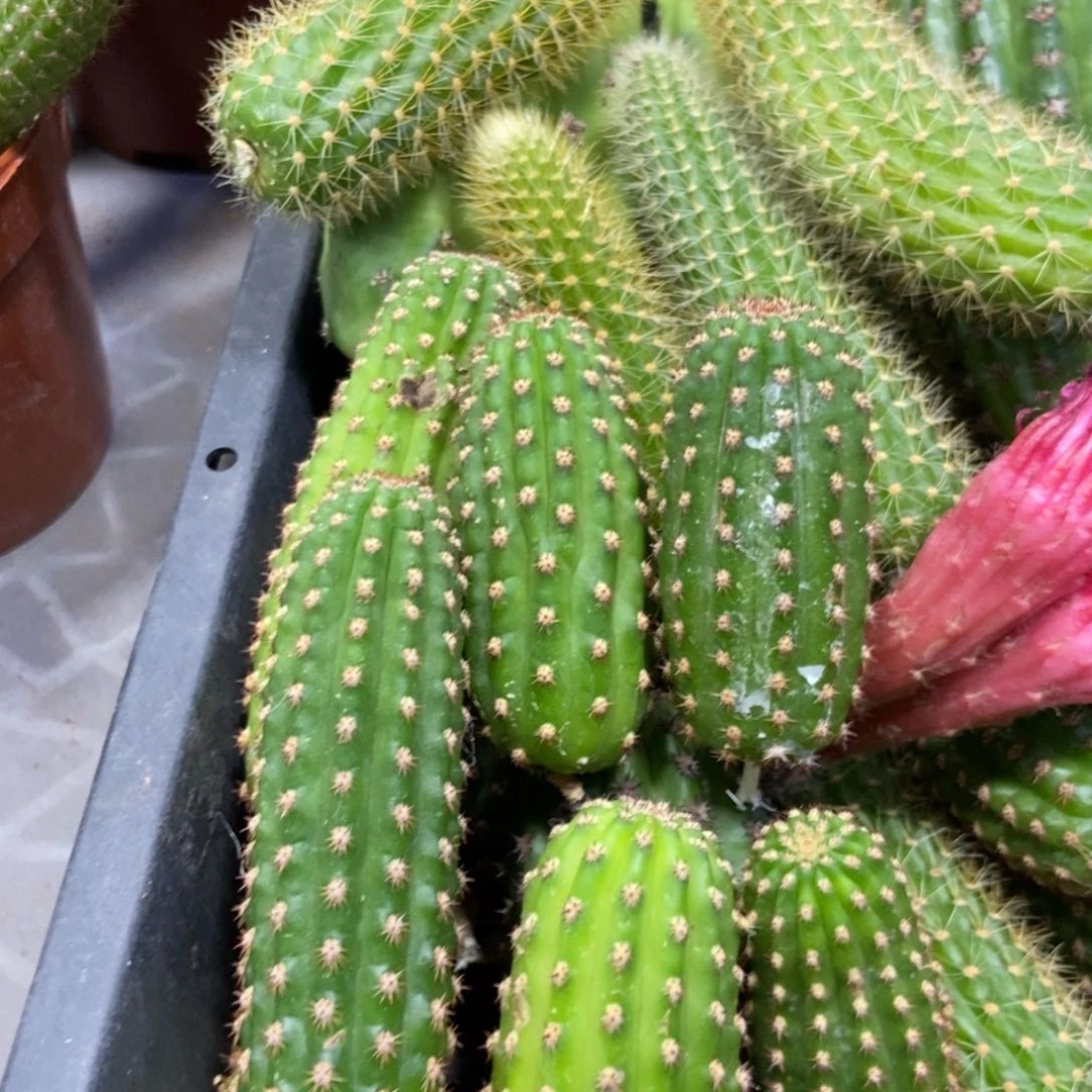 进口金妞金4侧芽4.22