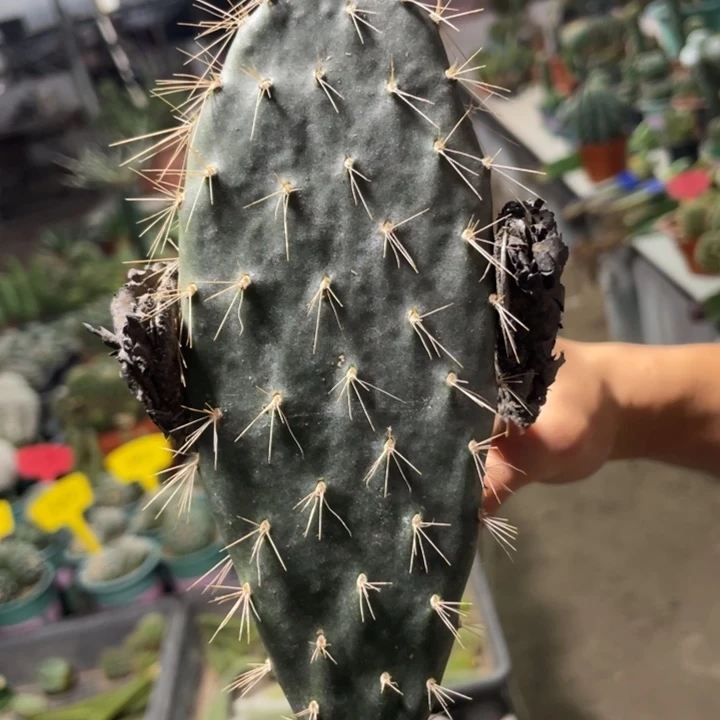 仙人掌卷毛岛掌测芽