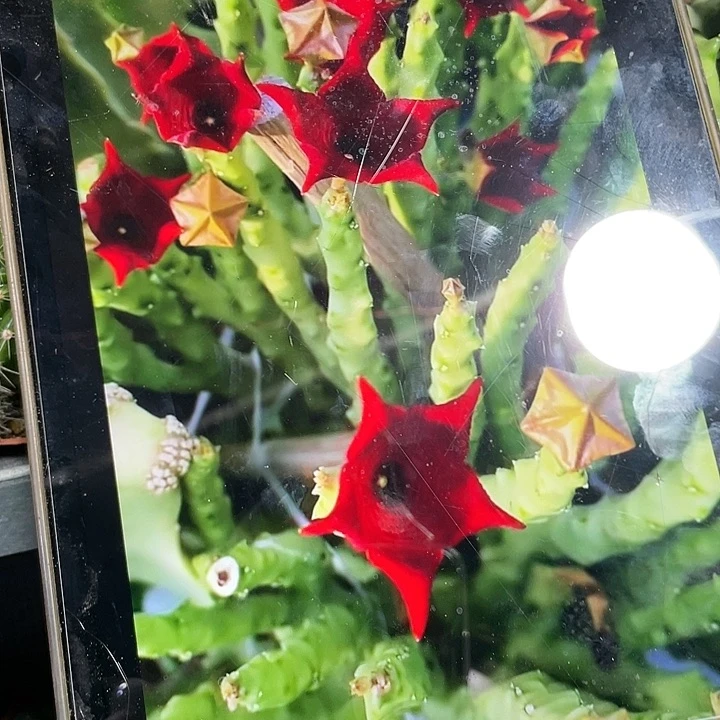 仙人球白珊瑚一盆