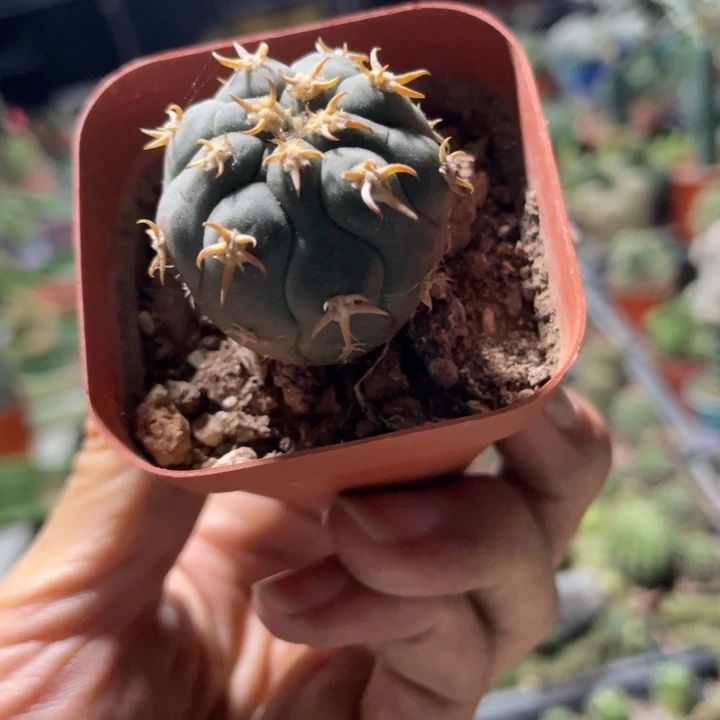 仙人球实生根猫爪