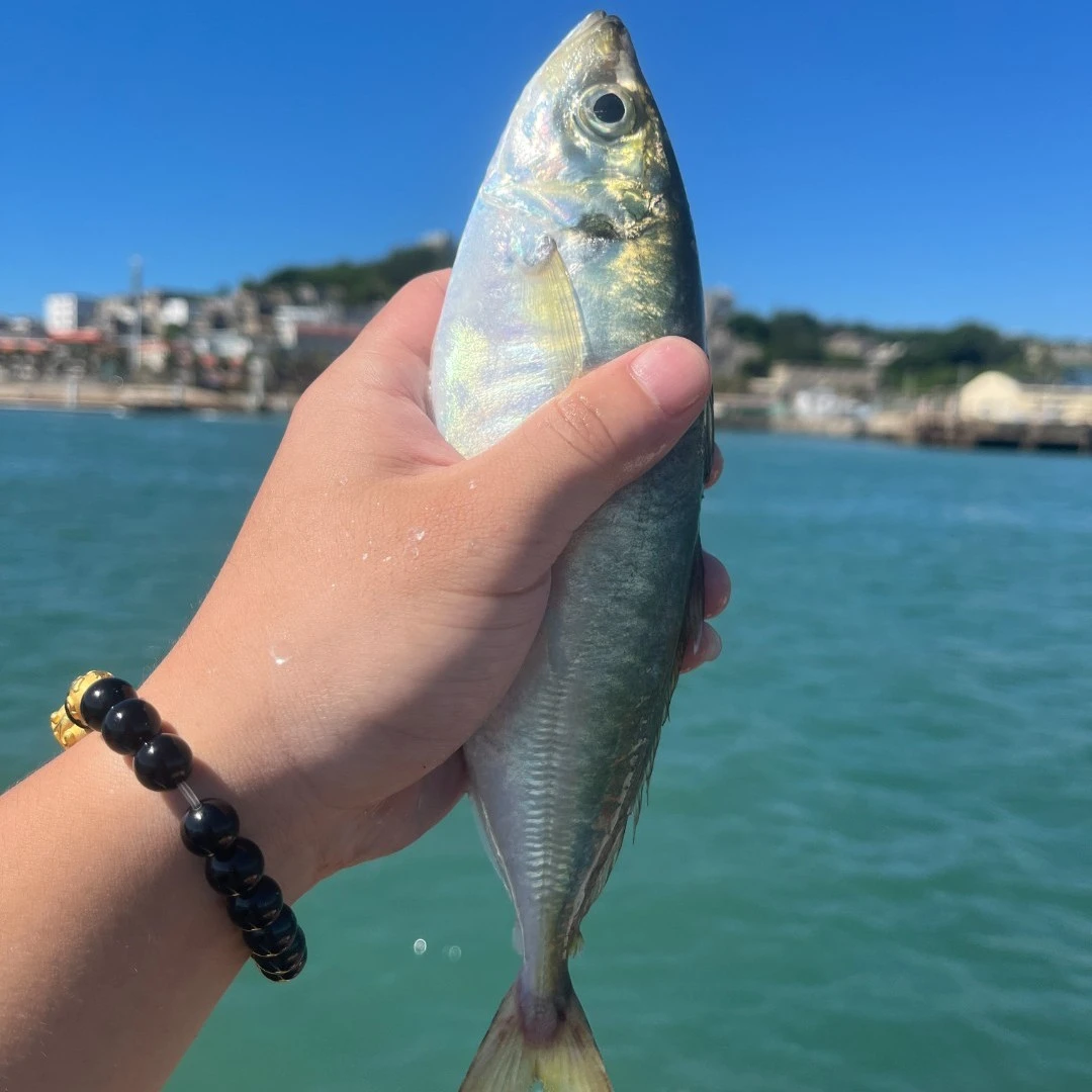 福建东山岛新鲜养殖巴浪鱼3斤5斤10斤盐焗刺身清蒸 配粗盐食用