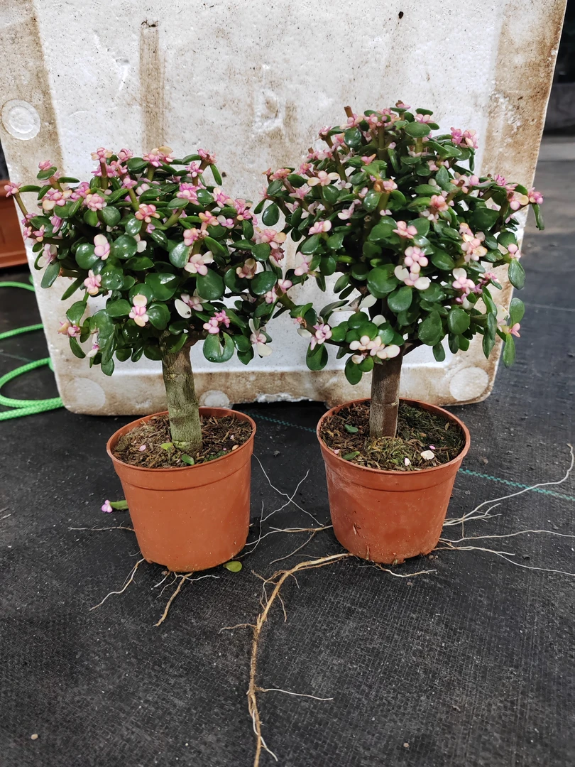 金枝玉叶［带盆高度28左右］老桩盆景花卉盆栽植物两棵［20]