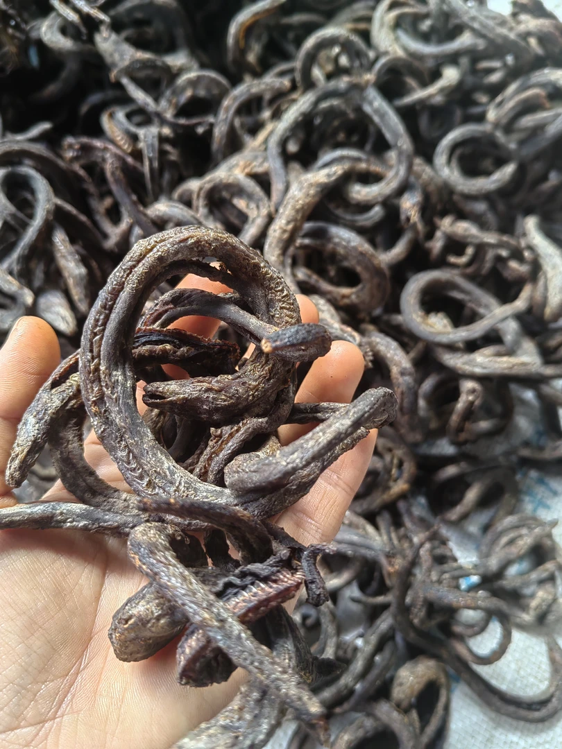 绿春县哈尼族风味 黄鳝干圈,用柴灰烤干和烟熏干的绿川特产家乡味