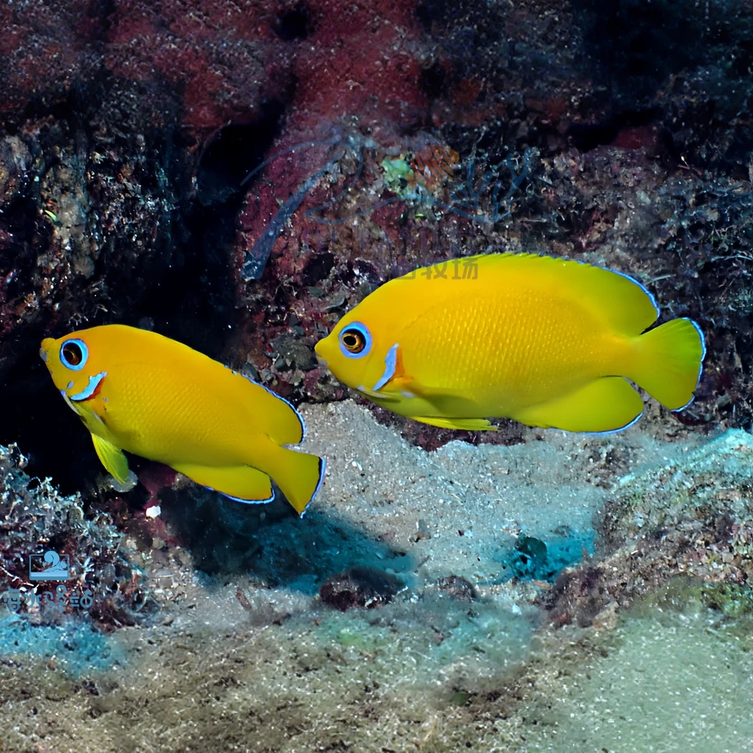 人工海水鱼柠檬批小型神仙鱼养定观赏鱼黄金神仙蓝眼黄新娘包活