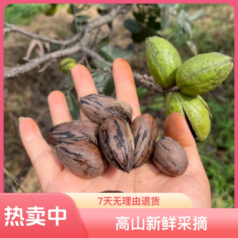 2025年云南高山新鲜采摘原味碧根果长寿果1斤/2斤/3斤包邮