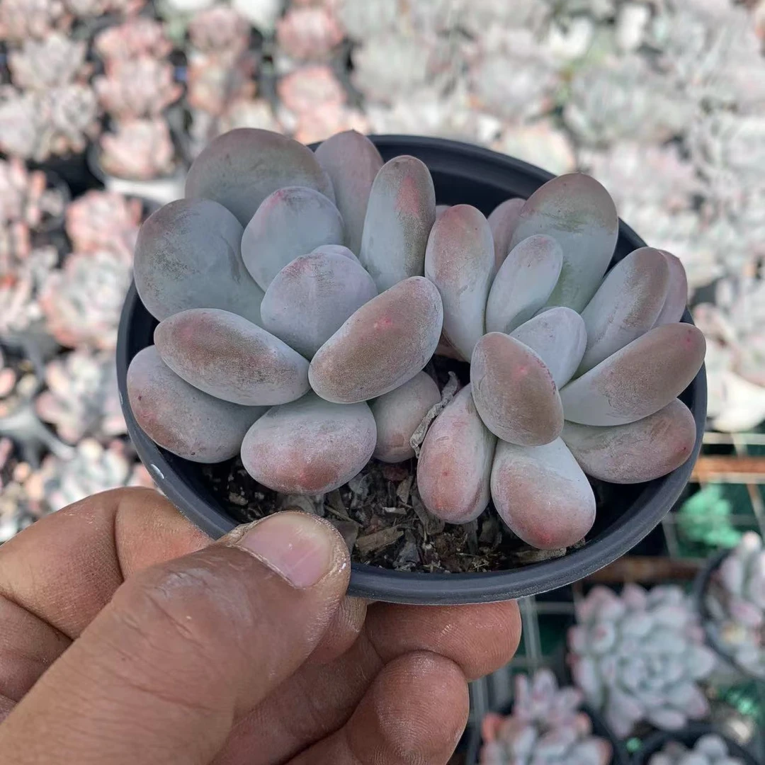 多肉植物香水 满9.9包邮脱土发货