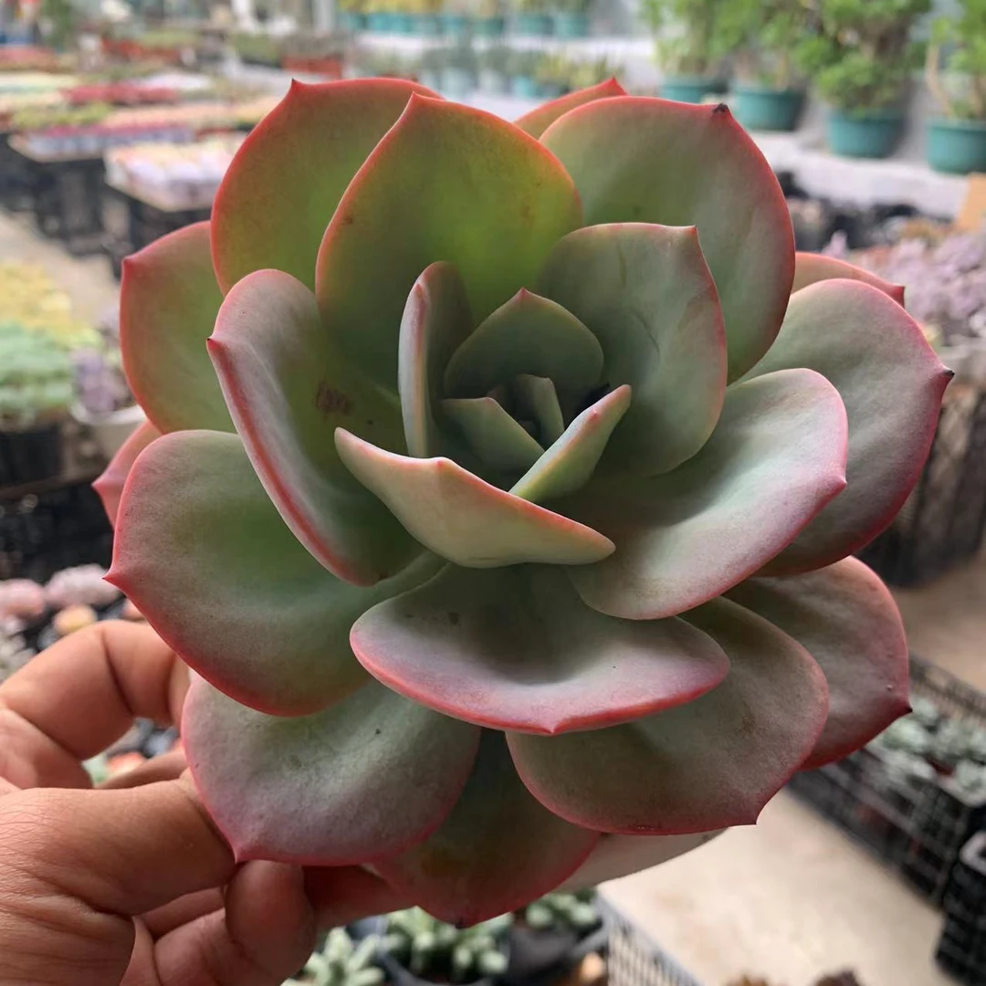 多肉植物血凤 满9.9包邮脱土发货