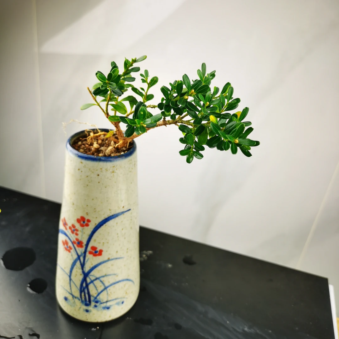 凤米黄杨潮州古城绿植苹果叶户外桩
