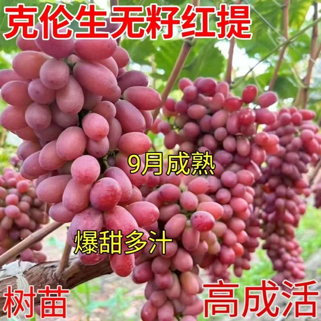 正宗黑提葡萄苗庭院爬藤南北方种植克伦生葡萄苗优质耐寒带土带叶