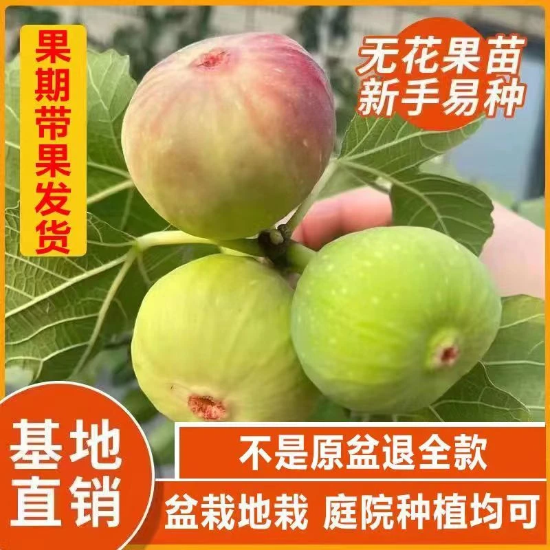 波姬红无花果树苗盆栽地栽特大果南北方庭院种植原杯原土当年结果