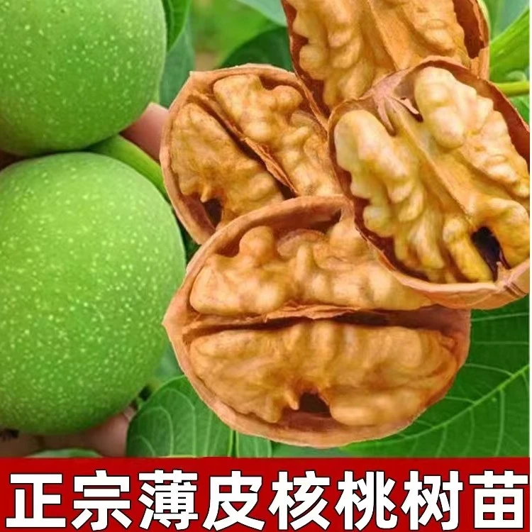 正宗嫁接薄皮核桃树苗南北方种植盆栽地栽当年结果带土带叶易成活