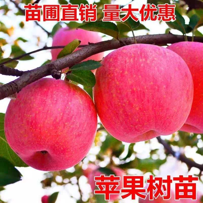 嫁接红富士苹果苗盆栽冰糖心苹果原盆原土易成活南方北方庭院种植