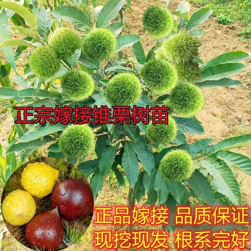 嫁接板栗树苗地栽南方北方种植迁西板栗果树苗当年结果耐寒易成活