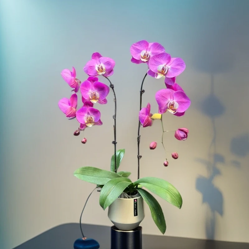 鲜花【芳美西施】蝴蝶兰室内种植观赏送礼带花发货