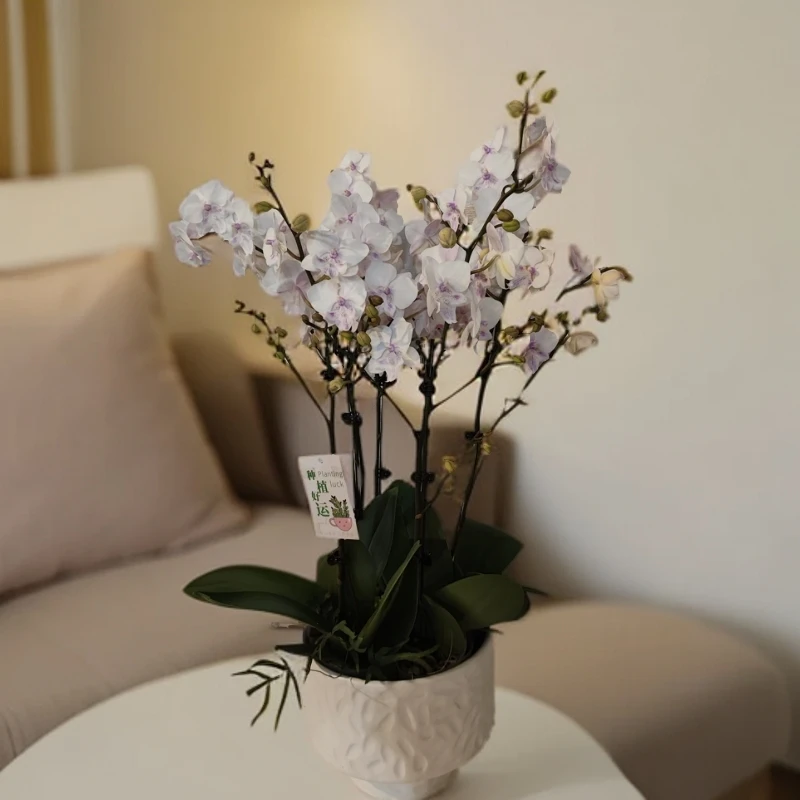 鲜花【冰雪公主】蝴蝶兰 室内种植观赏送礼带花发货