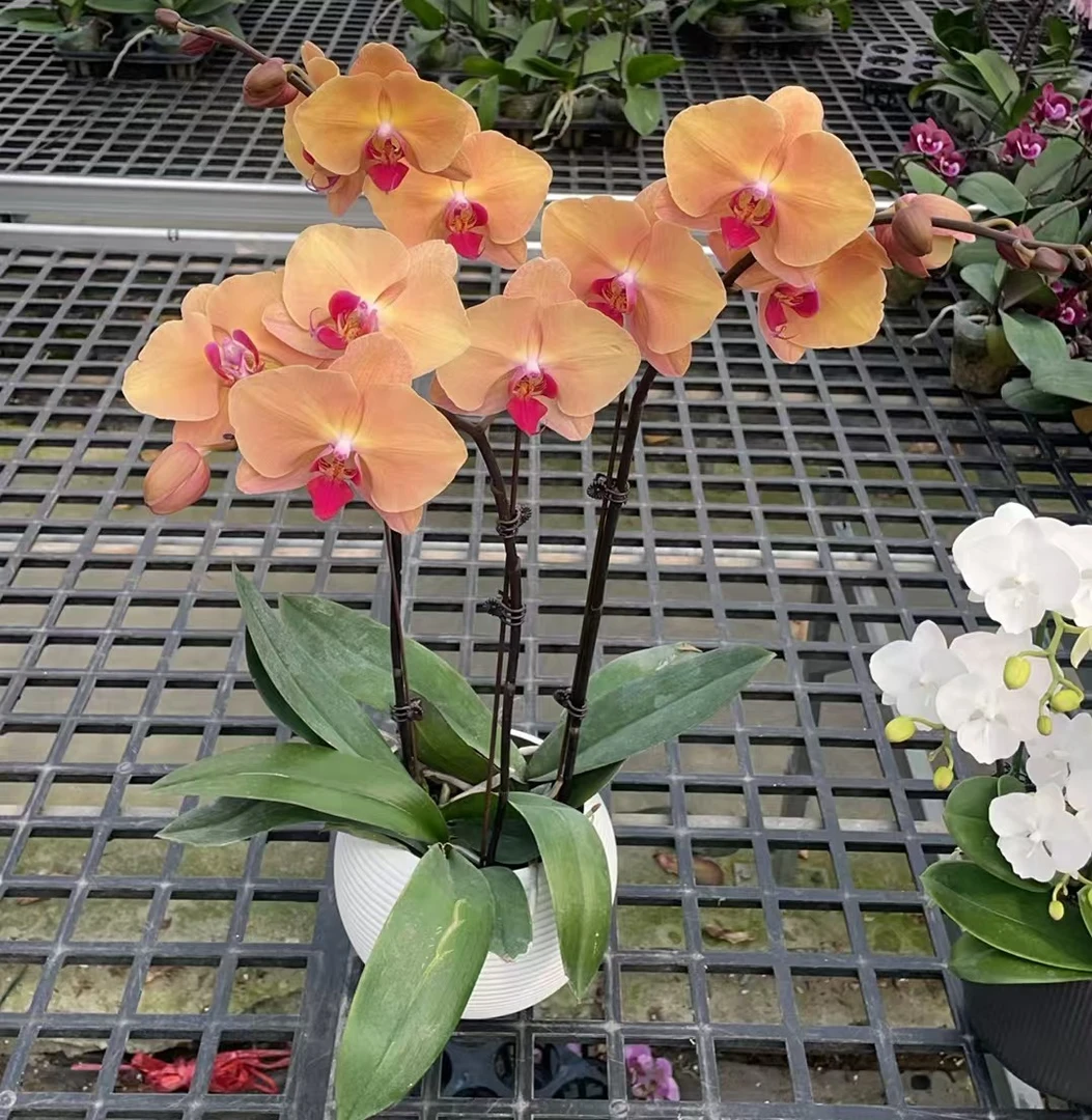 蝴蝶兰【日出印象】耐养优质苗情美观 办公室客厅使用 基地直发