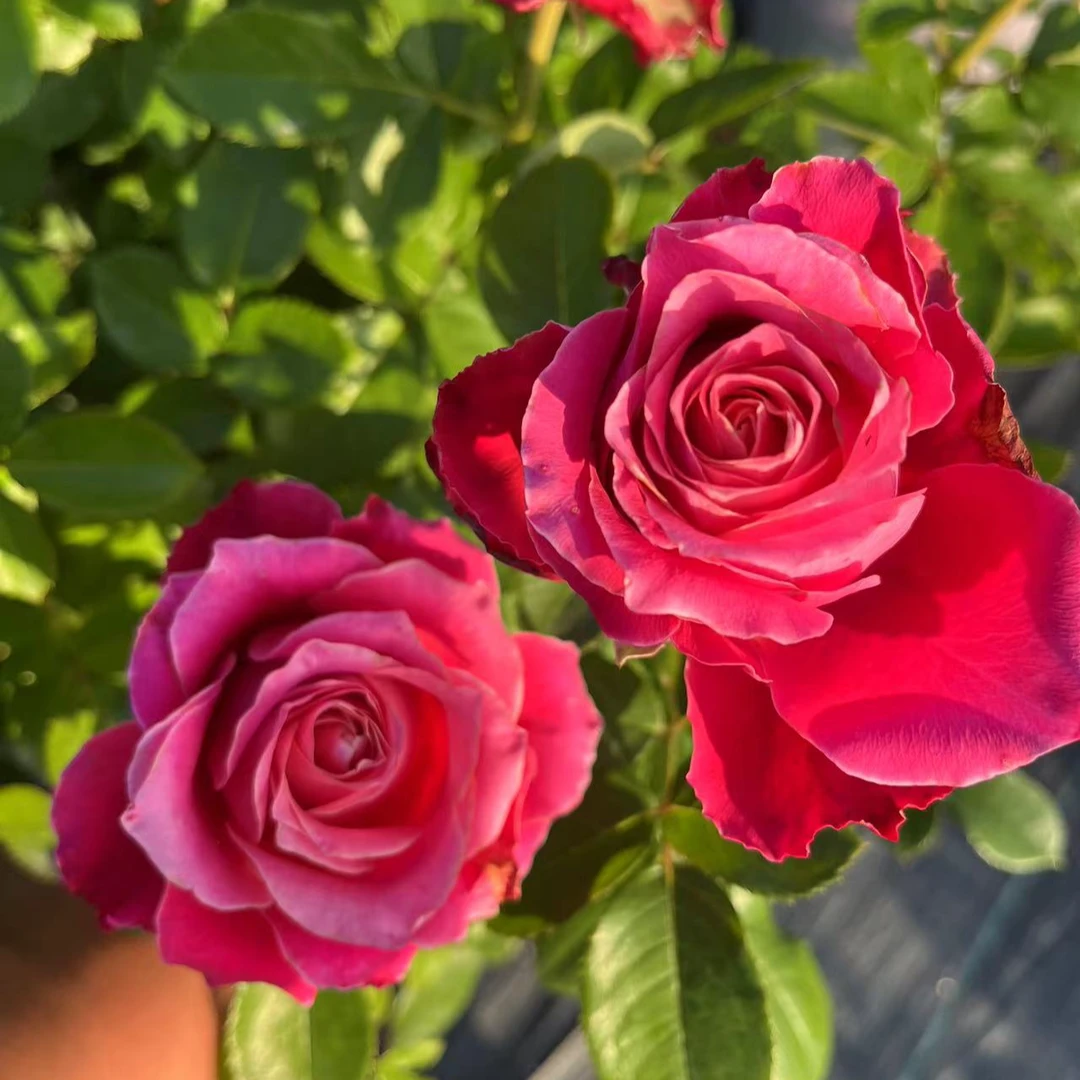 电影明星 切花玫瑰直立长期长多季开花