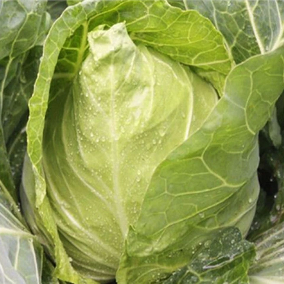 农家新鲜尖头牛心包菜批发卷心菜莲花白包心菜蔬菜现摘