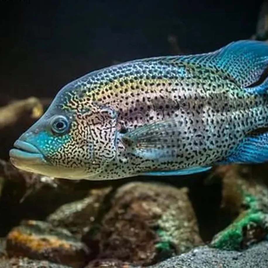 小鱼观赏鱼道氏火口热带鱼大鱼苗美鲷室内狼鲷耐活混养中大型凶猛