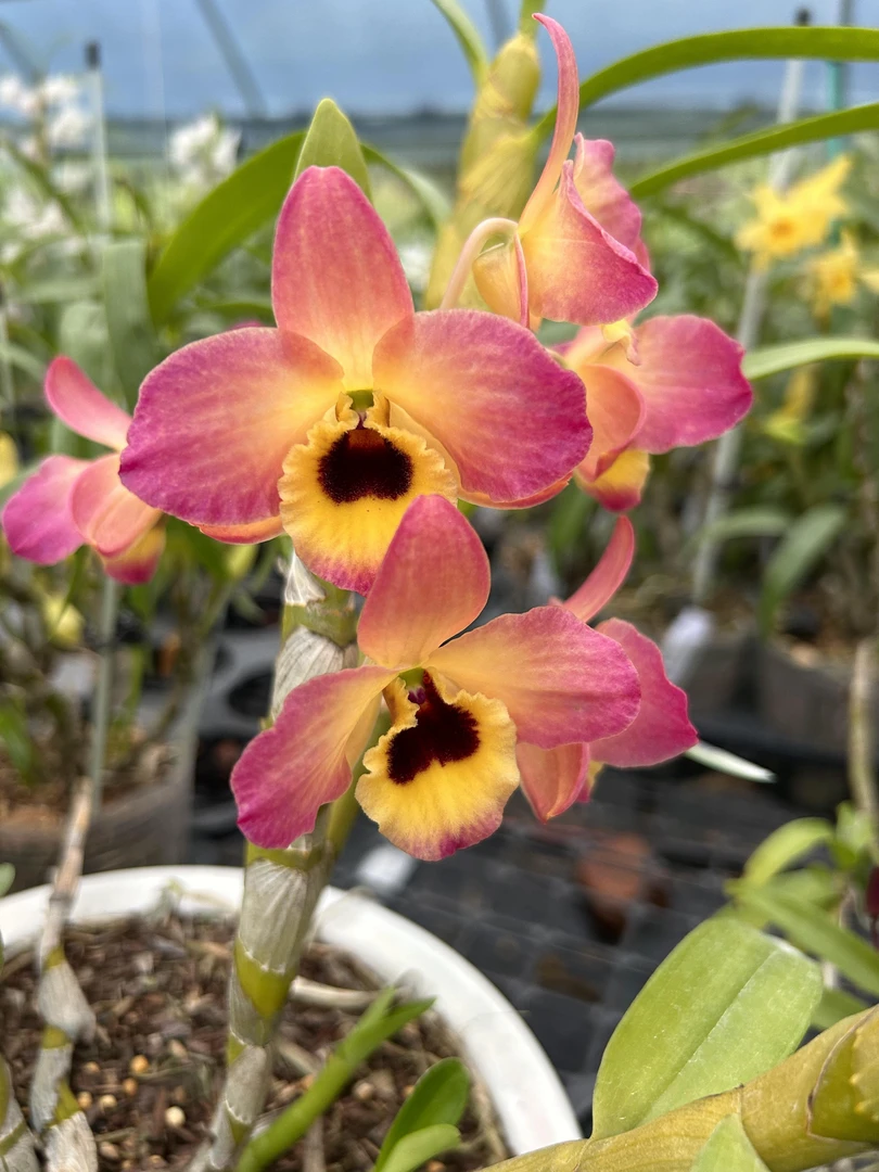 春石斛兰东方微笑蝴蝶