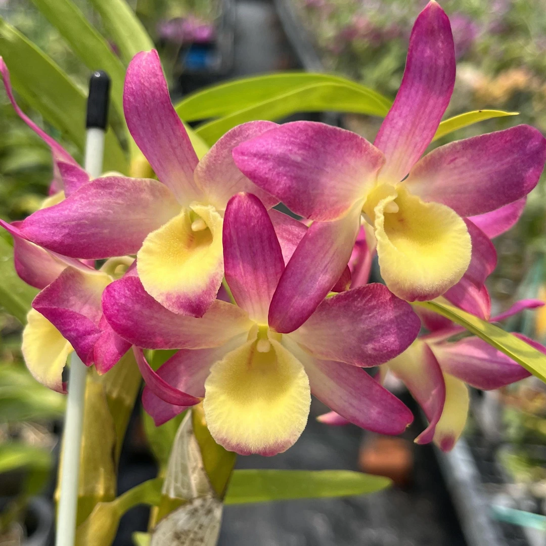 春石斛午夜之吻 朱红色大花