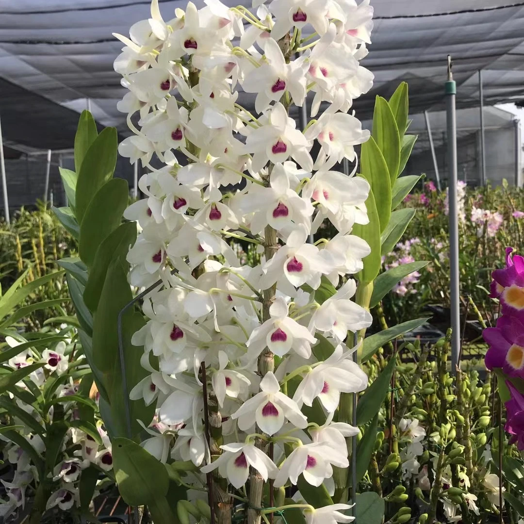 春石斛小白马 稀有