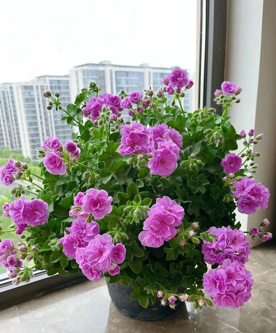 重瓣垂吊天竺葵夏日玫瑰带花带花苞原土原盆发货