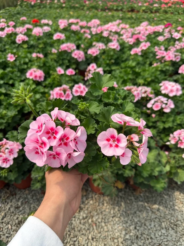 (超大花球)直立天竺葵玫红天使眼带花带花苞原土原盆发货