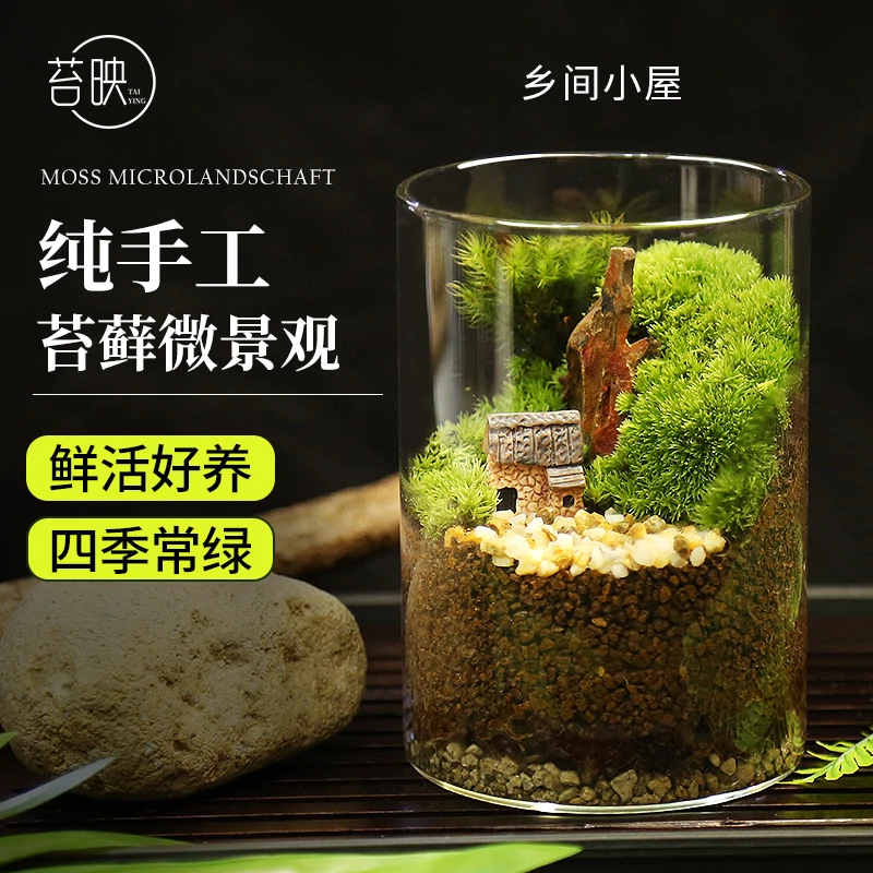 苔藓微景观瓶精选搭配客厅常绿办公室桌面盆栽绿植减压生态微植物
