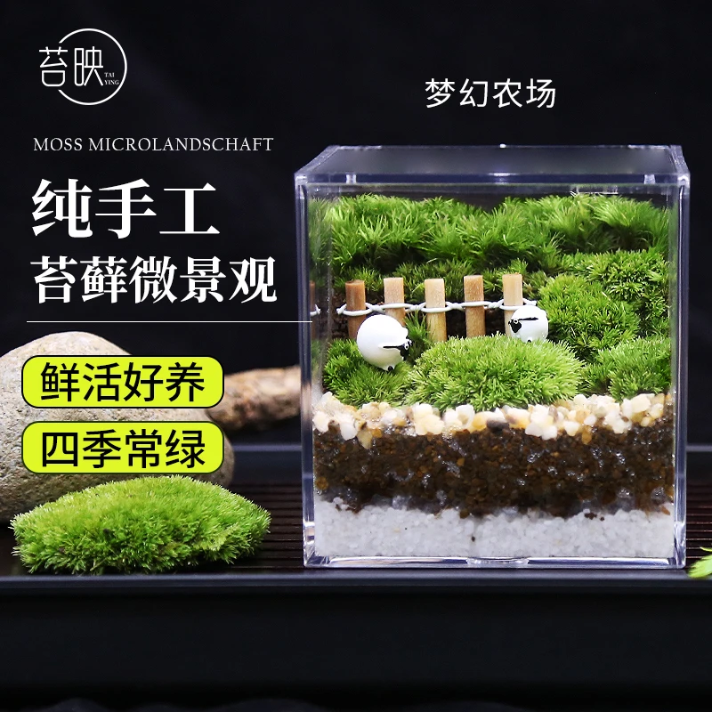 苔藓微景观创意办公室保湿茶室盆栽绿植客厅生态点缀常绿精选桌面