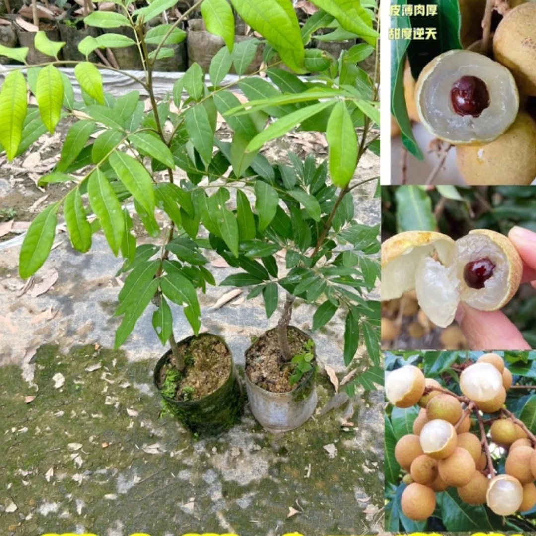 龙眼苗石峡龙眼苗储良龙眼苗桂圆嫁接树苗四季龙眼树苗
