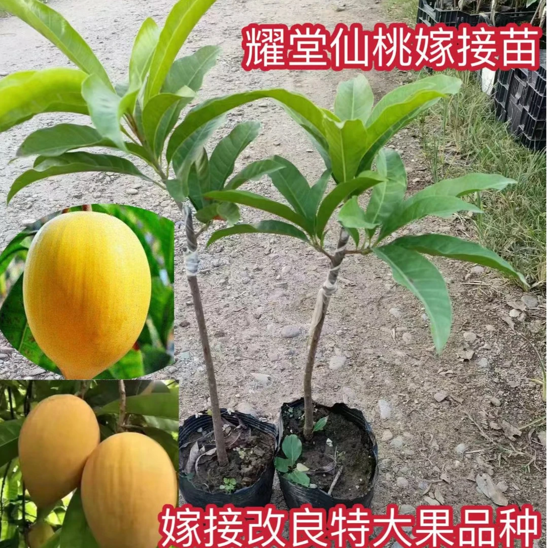 正宗耀堂仙桃蛋黄果苗树苗带果发货鸡蛋果苗带土四季种植当年结果
