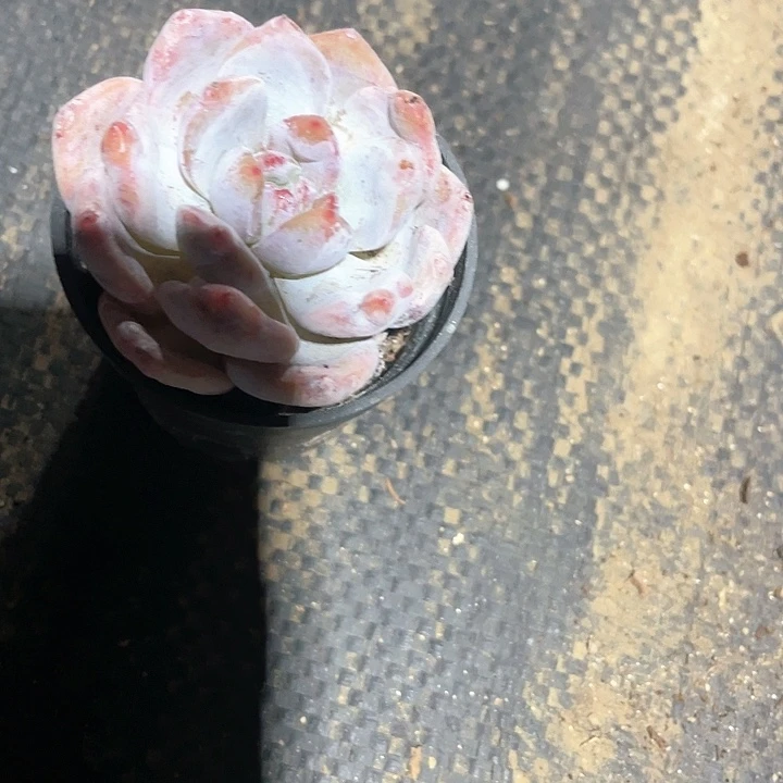 小精控血橙满25包邮