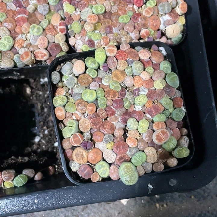 满杯小生死花满25包邮