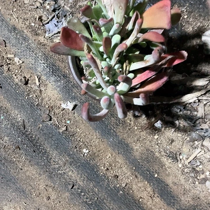 群生火狐狸满25包邮