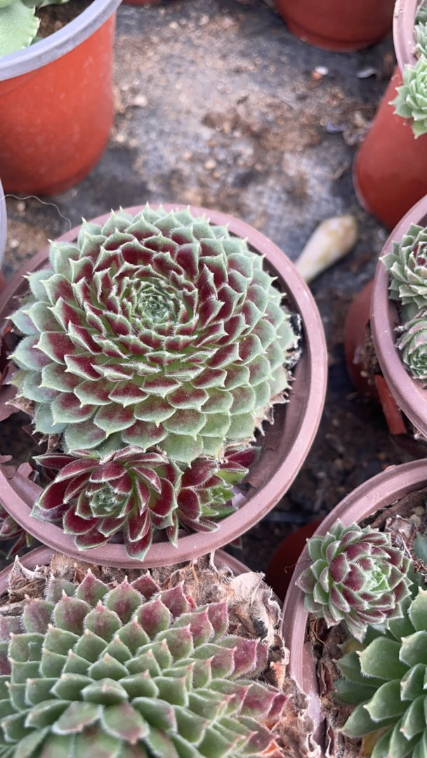 惊天系列3豆起满25包邮