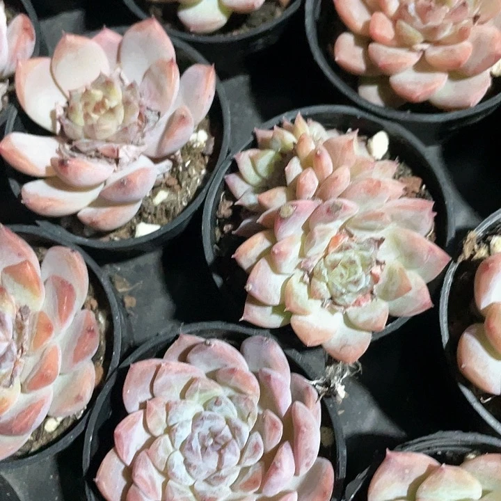 单双冰魄满25包邮