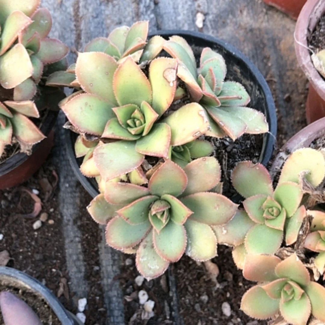 【闪购商品】艳日辉