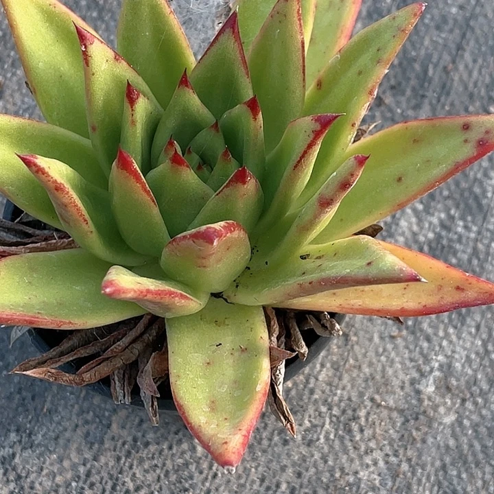 老桩口红满25包邮