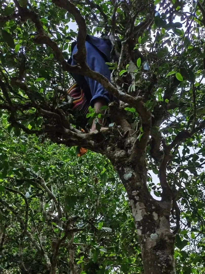 【迷帝300年花果蜜香古树】2025年云南普洱迷帝贡茶小叶种古树头春